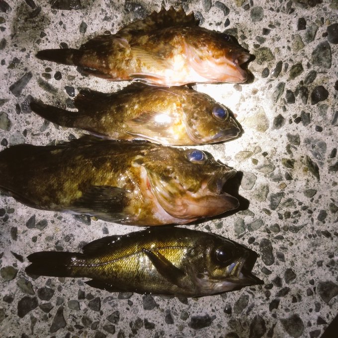 餌が無くなったので帰ります 