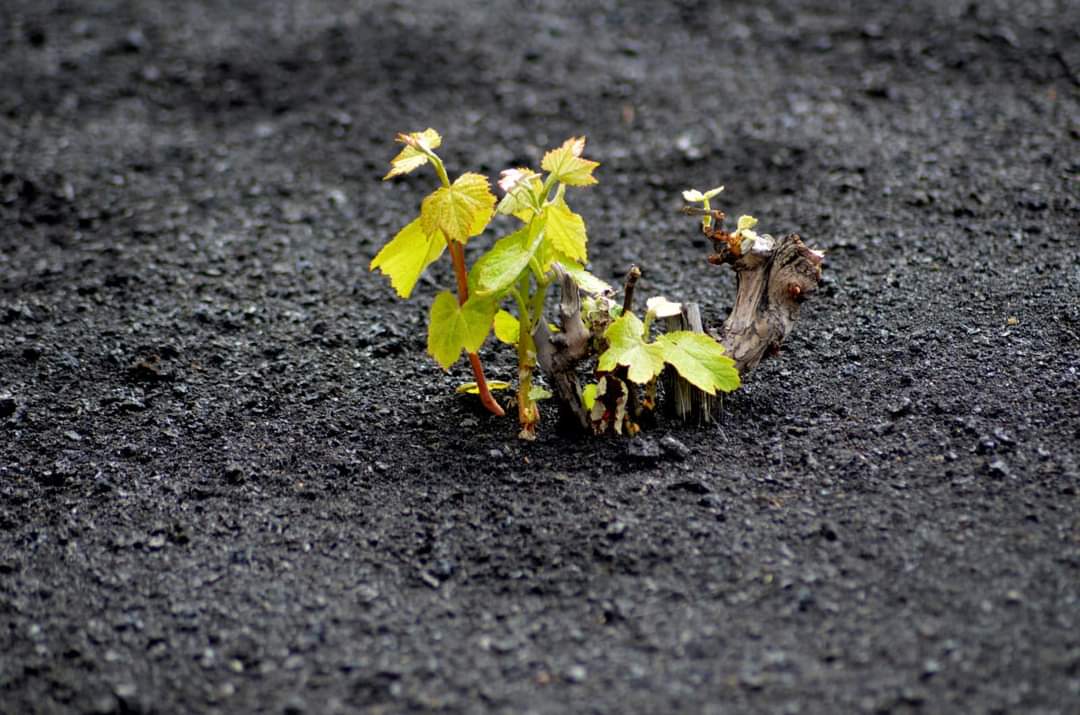 La imagen del renacer. Viñas llegando a superficie a través de los materiales volcánicos procedentes del volcán de #LaPalma