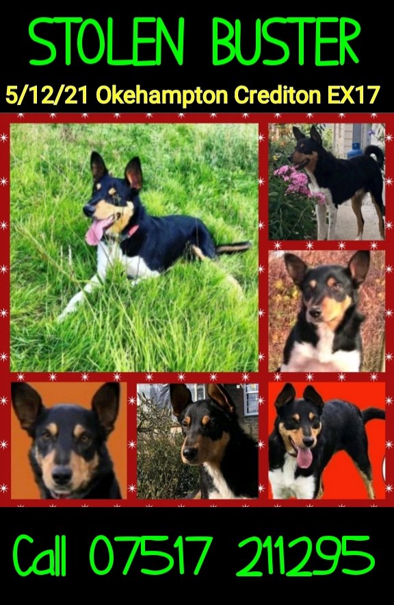 rejannealb's tweet photo. @rosiedoc666 @stolenbuster @BlueFrenchie1 @joannew0112 @rosieDoc2 @The_Animal_Team @RachaelB100 @thedogfinder @KarenFi51820768 @FINDMISSINGDOGS @LindaFu73078079 #findBusterBC https://t.co/8UwUXN1jXl