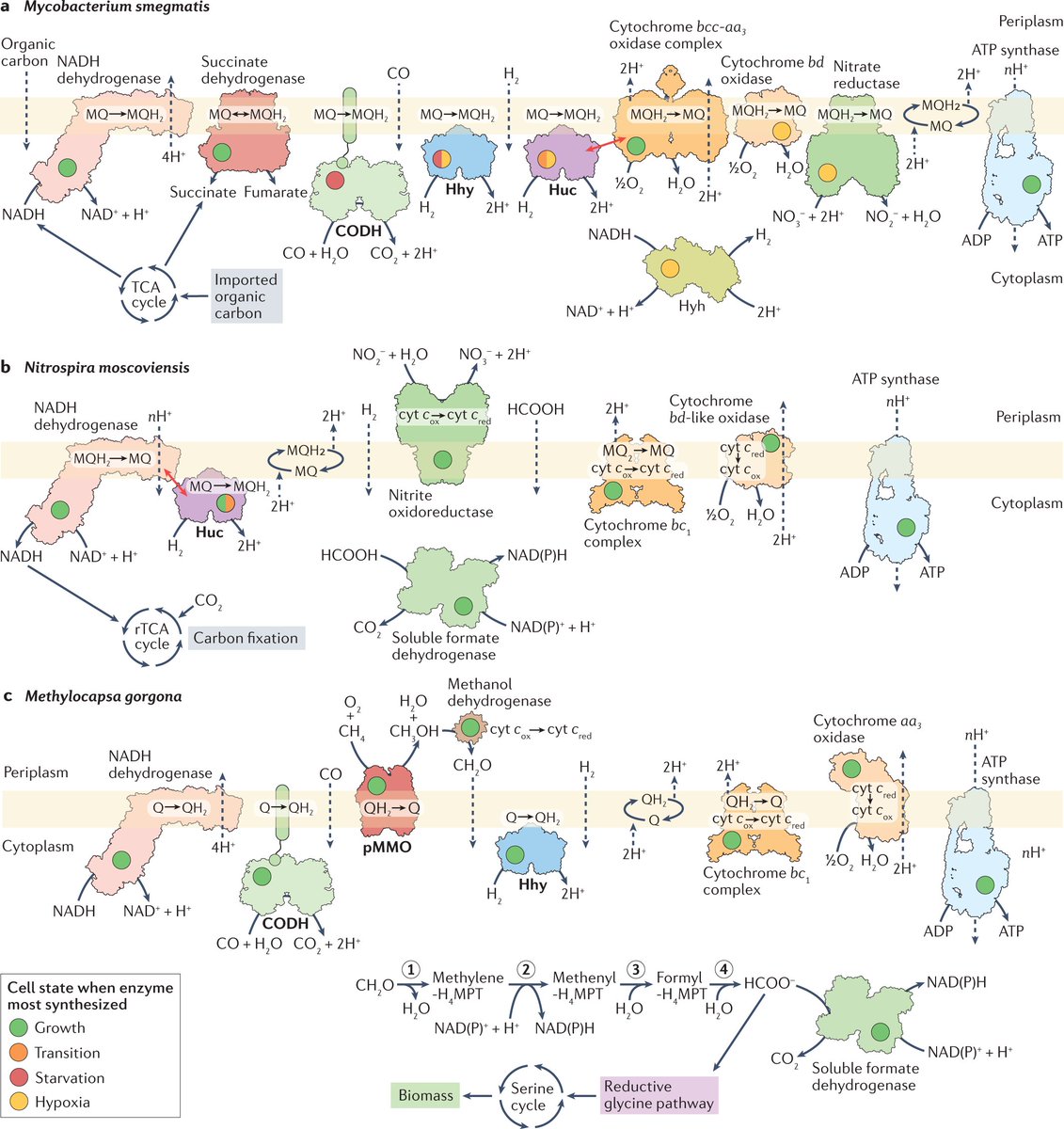 NatureRevMicro's tweet image. Microbial oxidation of atmospheric trace gases

rdcu.be/cLc5W

Greening and Grinter explore microbial oxidation of atmospheric trace gases during growth and survival, and highlight important ecological and biogeochemical roles for these processes. @greeninglab @Rhys__G