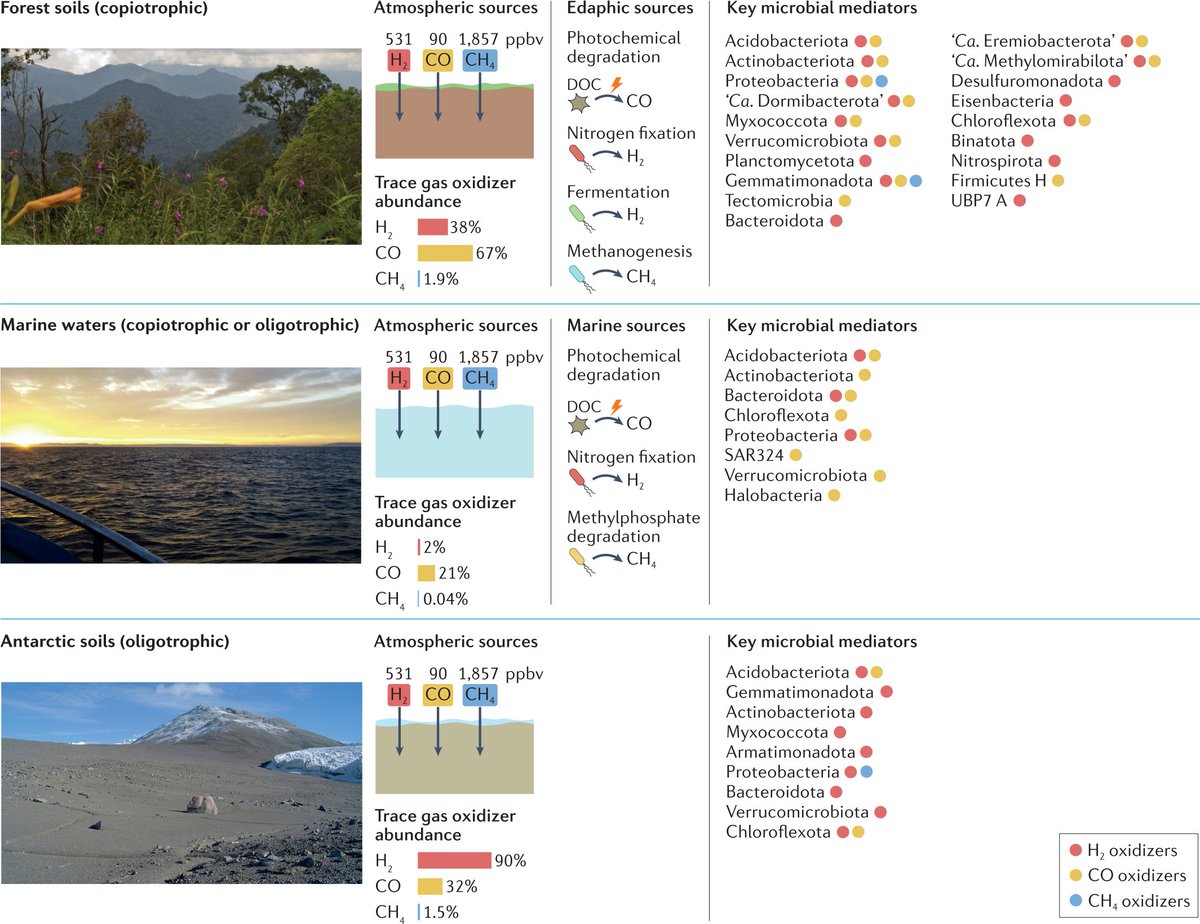 NatureRevMicro's tweet image. Microbial oxidation of atmospheric trace gases

rdcu.be/cLc5W

Greening and Grinter explore microbial oxidation of atmospheric trace gases during growth and survival, and highlight important ecological and biogeochemical roles for these processes. @greeninglab @Rhys__G
