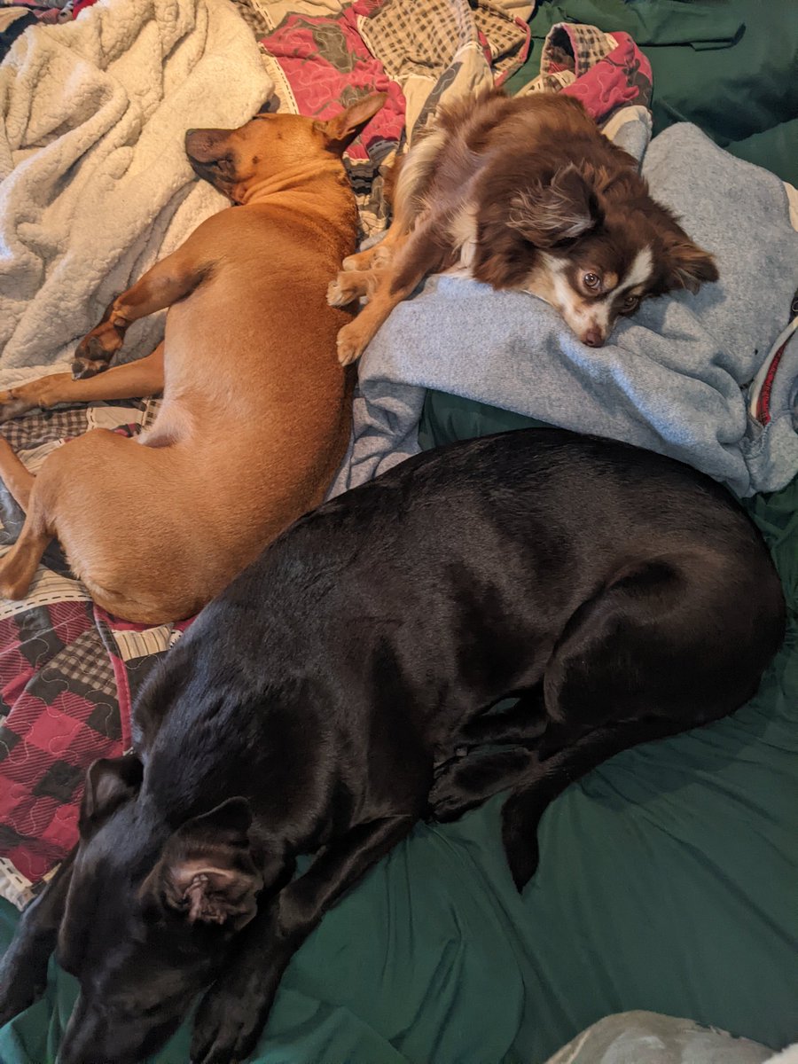 dopingjellyfish's tweet photo. Or ya know, this level would work too?! 😭🤣🤣
😍😍 #DogsofTwittter this time around. Still tho, #LooksComfy https://t.co/nC8xa2w9tu