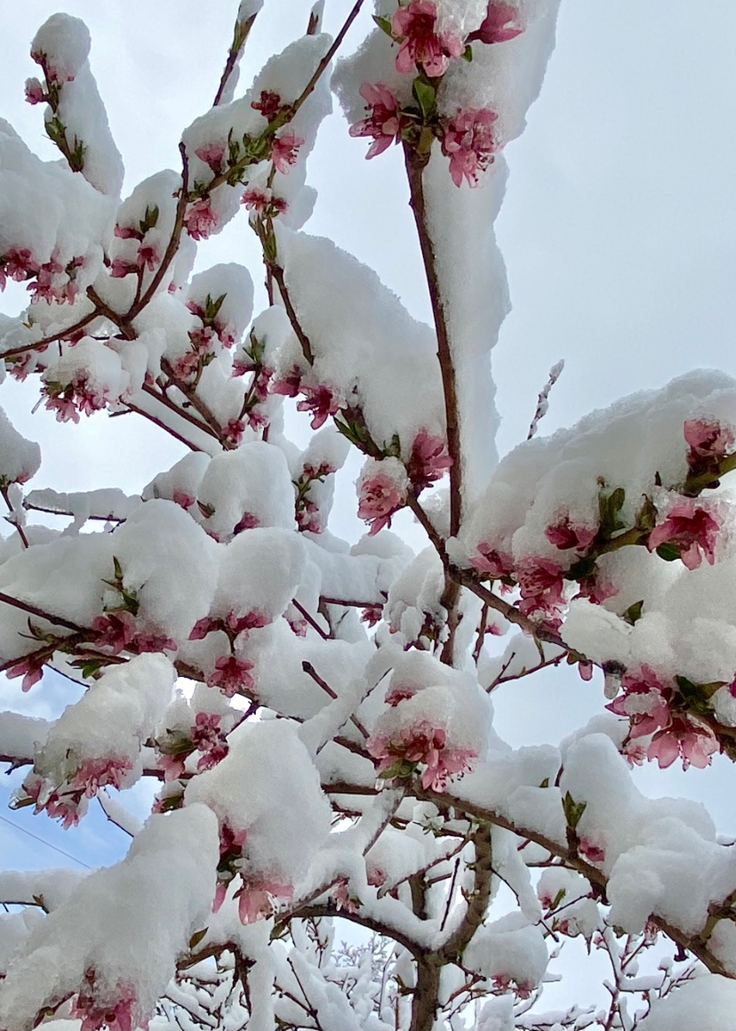 Coda2Fine's tweet photo. Never fails 🌷❄️ 
#good #morning #spring #winter
#nocomplaints https://t.co/13DQdsDlfe