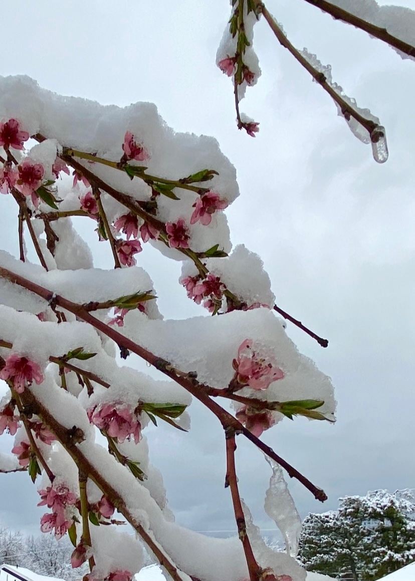 Coda2Fine's tweet photo. Never fails 🌷❄️ 
#good #morning #spring #winter
#nocomplaints https://t.co/13DQdsDlfe