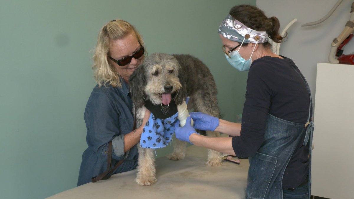 AccessibleMedia's tweet photo. Tomorrow's episode of Adaptable Animals airing at 8 p.m. ET on AMI-tv features the resilient Noodles! Get to know Noodles and other animals at the Adaptable Animals blog:
https://t.co/HJmII0Lnzn
You can also stream previous episodes at https://t.co/XPGLpELzMT or on the AMI-tv App https://t.co/DYnqJqwQyE