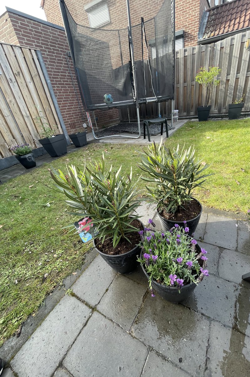 MFilter01's tweet image. Vandaag weer even wezen shoppen! 🌺🌸🪴🌹🤩#koopbijdekweker #kooplokaal #gunfactor Mijn planten staan weer te shinen!