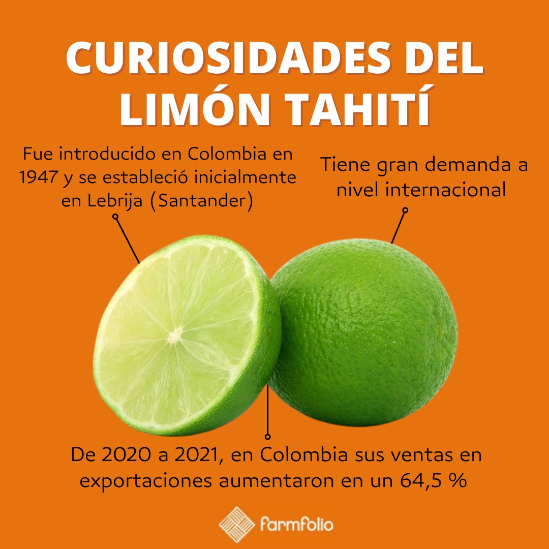 farmfoliocol's tweet photo. El limón Tahití es uno de los cítricos con más demanda a nivel internacional. Hemos apostado muy fuertemente al desarrollo de esta industria en Colombia. En 2021 nuestro cliente Valle Verde exportó cerca de 3,900 toneladas de limón Tahití, y se proyecta exportar el doble en 2022. https://t.co/zFmPrQVSJ4