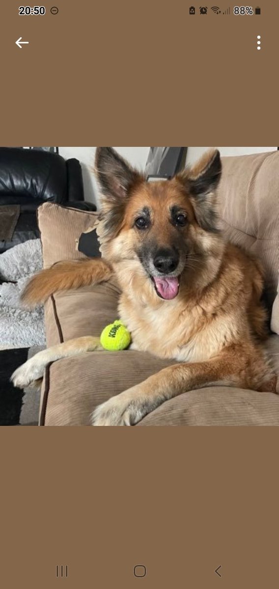 Oreo🐾SuzyMum🤦🏼♀️&🌈😇😇Buddy&Rocky🌈😪💔 tweet media