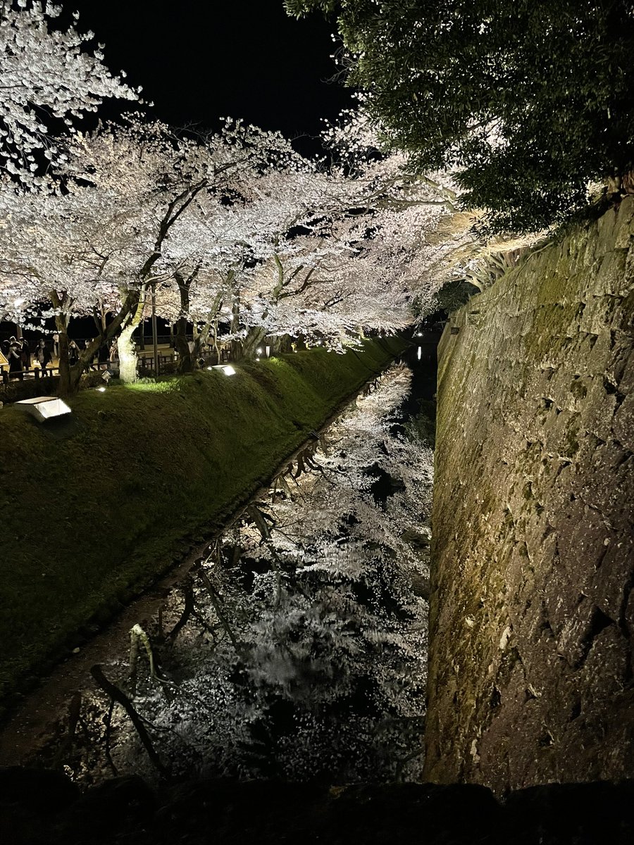 yuc8oct's tweet photo. 前日、金沢に旅行に行ってまいりました（去年も行ったんだけど）
桜が綺麗でした🌸 https://t.co/sjlDF1GgQG