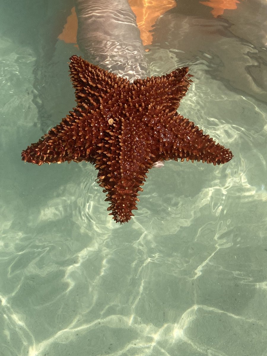 Ocean life nourishes the soul. 

They say when a starfish appears in your life, it comes bearing a message of luck and love from the Universe.❤️ 

#starfish #ocean #oceanlife #luck #love #Joy #grateful