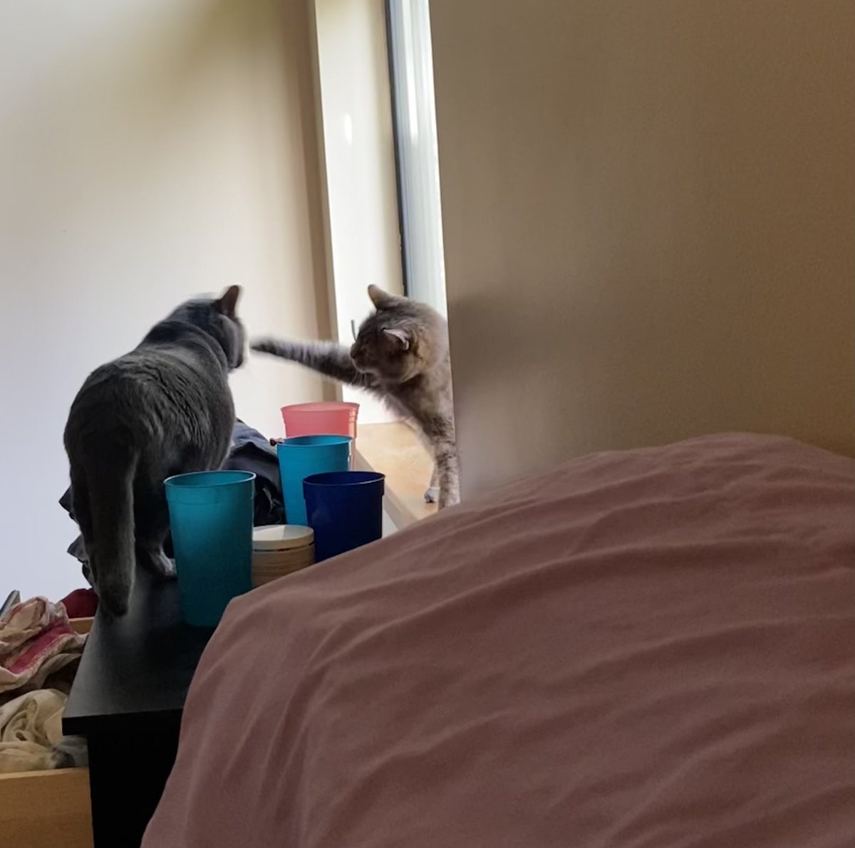 wesleygreycat's tweet image. My sister Dax wouldn’t let me in the window. #CatsOfTwitter #CatsOnTwitter #windowcat