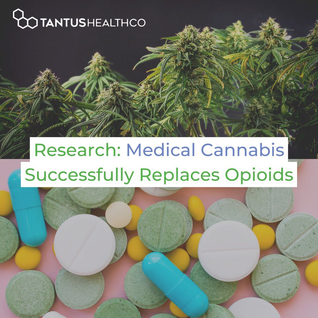 tantushealthco's tweet photo. A new study published in the European Review for Medical and Pharmacological Sciences finds that patients suffering from chronic pain were able to move off of opioids after being treated with oil-based medical cannabis. 

Full article at: https://t.co/HWyv92Unxk https://t.co/eTatbKVewN