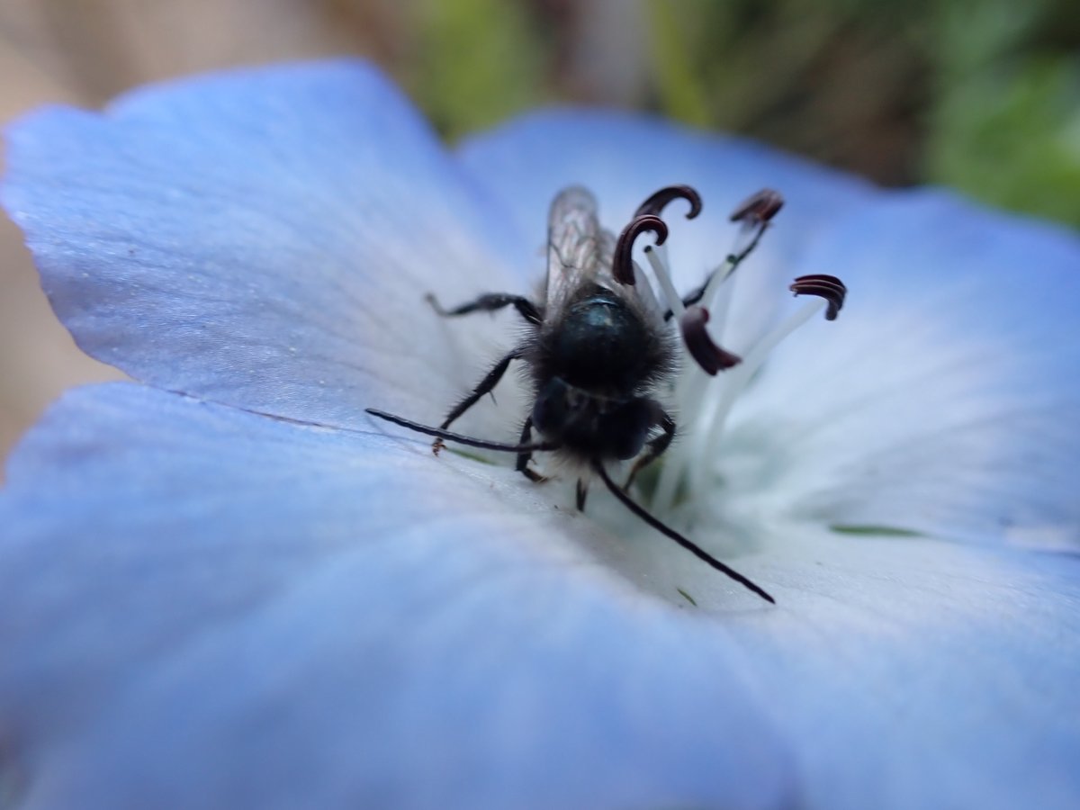 dema_nat's tweet photo. Hello #PBESA2022 people, tomorrow 04/13 I'm going to present (virtually) the results of my last work where we tested the effects of #warming on🌼 #plants and 🐝 #pollinators

Check it out at the Symposium "Plant-Pollinator Interactions in a Changing World" - @esa_pac @nowhere_23 https://t.co/brsxtVnn0l