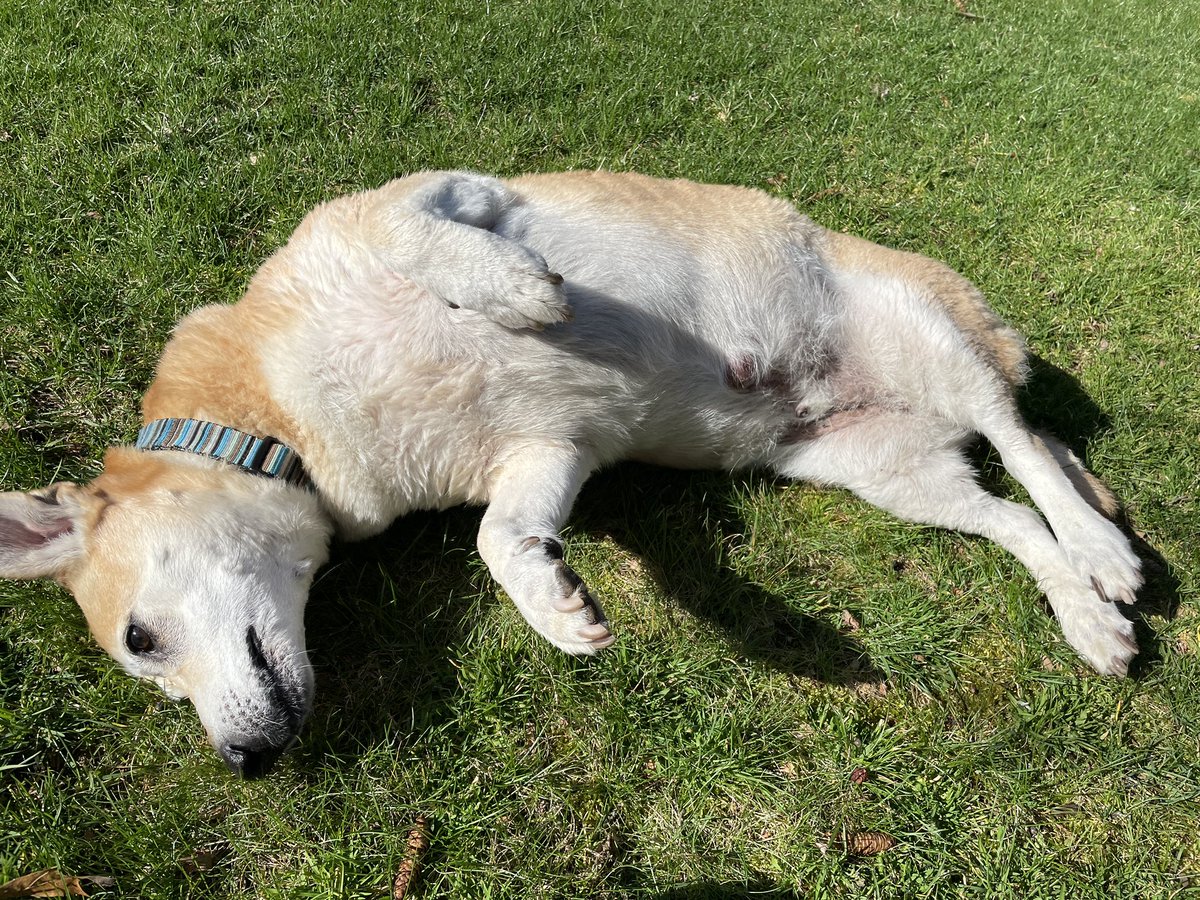 jillferon's tweet photo. @DanRather My dog’s roll in the grass. https://t.co/svZTGkuyfG