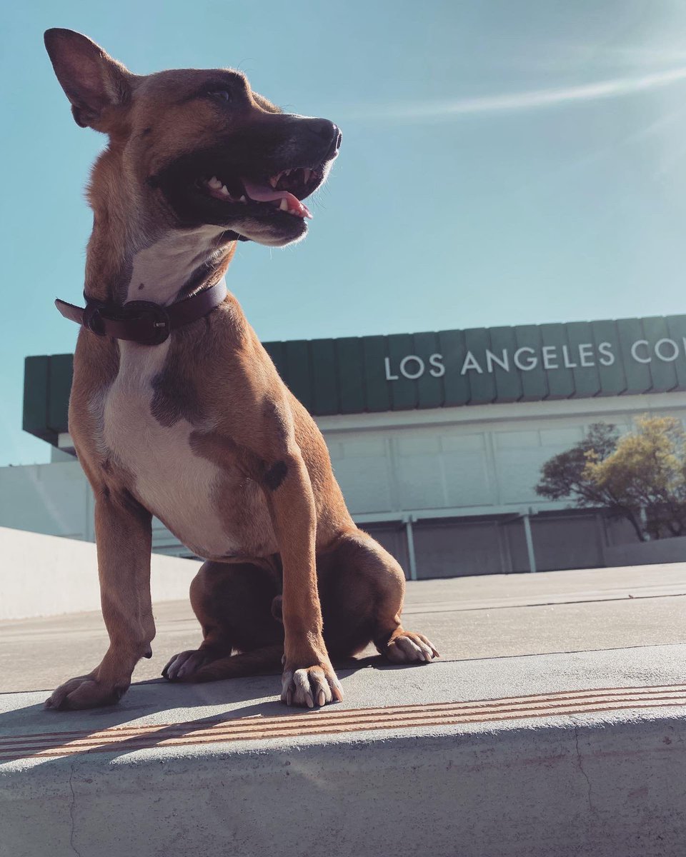 itsalwayshot21's tweet photo. I have a dog now he got an instagram @prickly_scooby_do https://t.co/5NQPSNBXUV