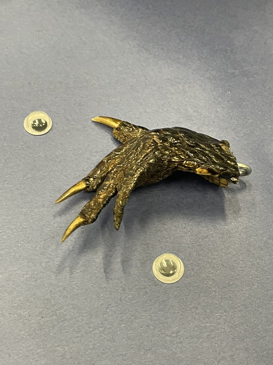 NFranklin_AA's tweet photo. At #BugCamp the word #Eww is not allowed, but when I saw this “interesting” charm on a necklace, I forgot the rule! #WeSayWOW #TeamSISD #DifferencesAreImportant https://t.co/HCbH9vMzvm