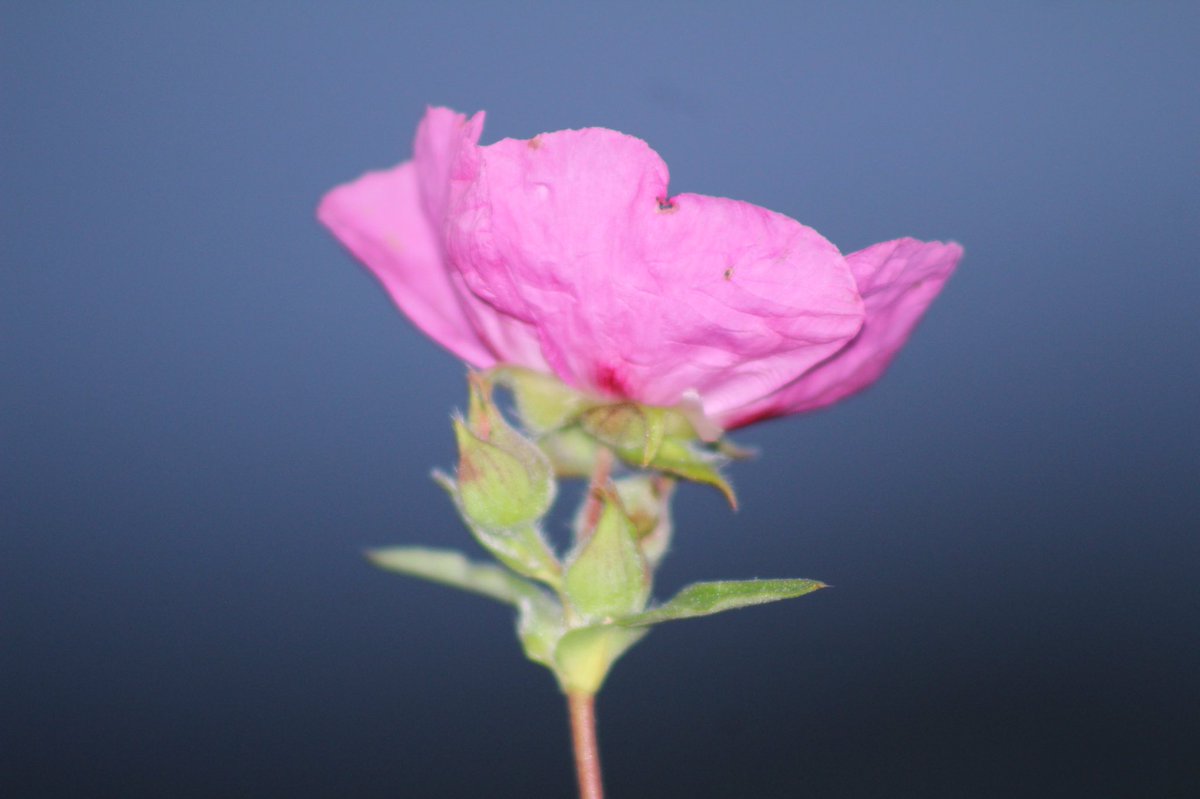 sbssforme's tweet image. I’m trying to move forward with my goals for the day but my heart is heavy for subway victims in Brooklyn 

#PrayForBrooklyn #prayforNYC #Prayers #sad