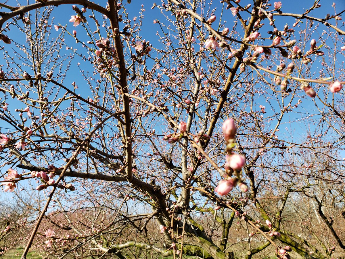 tomgrissom's tweet photo. Peach trees starting to wakeup, now in pink stage of bloom #Orchard #IllinoisSpring https://t.co/dWXvPvK50Y