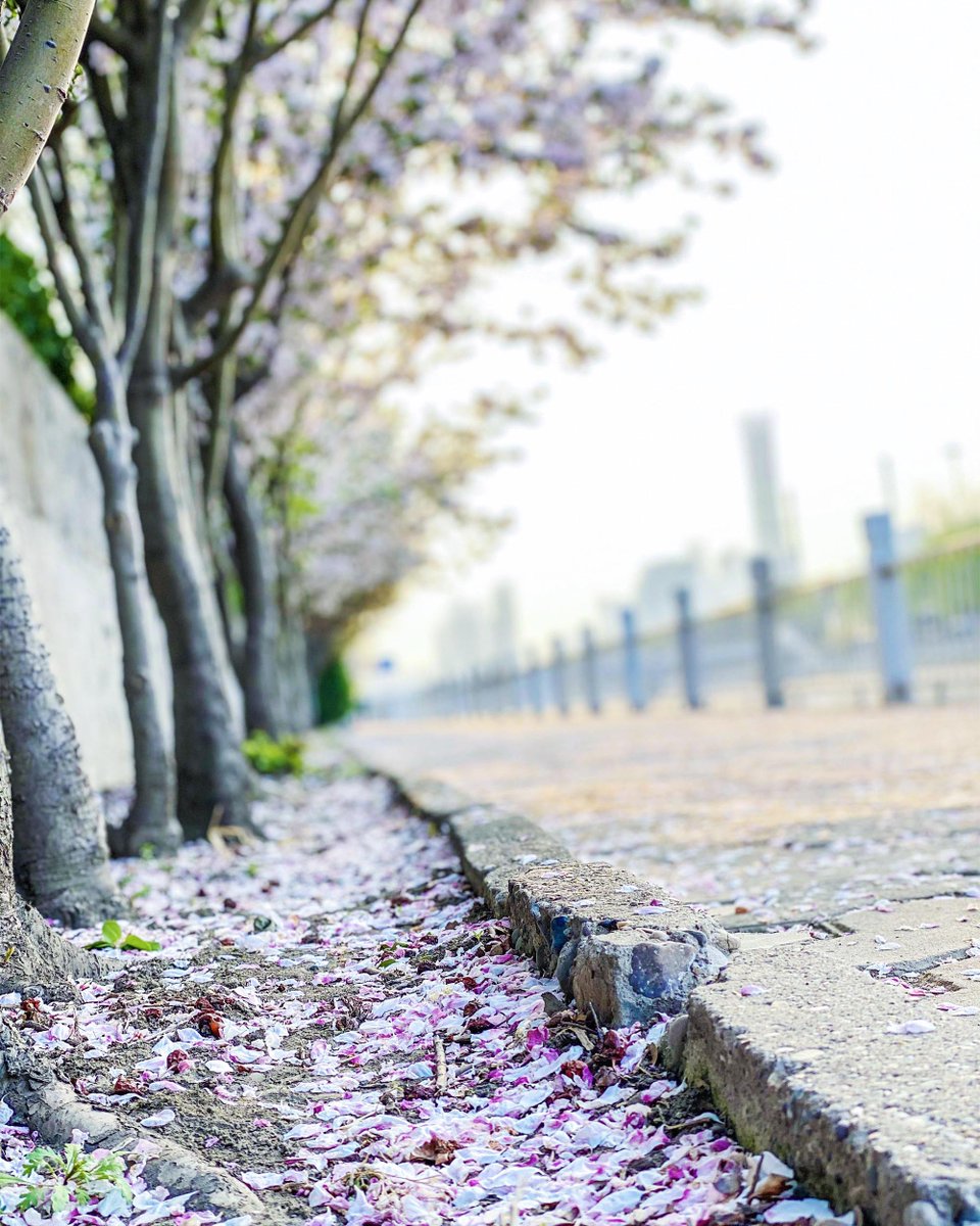 VisitBeijingcn's tweet photo. Gorgeous rows of Malus spectabilis (Aiton) Borkh, the flowering crabapple trees known in Chinese as haitang, line the banks of the Tonghui River.
📍 Tonghui River/Gaobeidian
📷 Yao H.
#crabapple #fruittrees #malusspectabilis #haitang #tonghui #tonghuiriver https://t.co/iErGdXMJxs