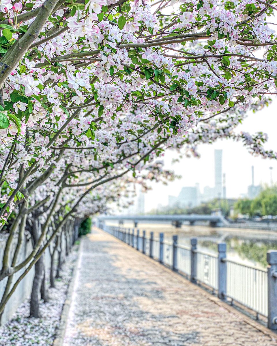 VisitBeijingcn's tweet photo. Gorgeous rows of Malus spectabilis (Aiton) Borkh, the flowering crabapple trees known in Chinese as haitang, line the banks of the Tonghui River.
📍 Tonghui River/Gaobeidian
📷 Yao H.
#crabapple #fruittrees #malusspectabilis #haitang #tonghui #tonghuiriver https://t.co/iErGdXMJxs