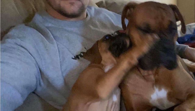 jmpoole65's tweet photo. Reggie when a pup socked his dad Rollo. #Cuteboxer #boxer #boxerdog #dogsoftwitter https://t.co/goKMQKWTTC
