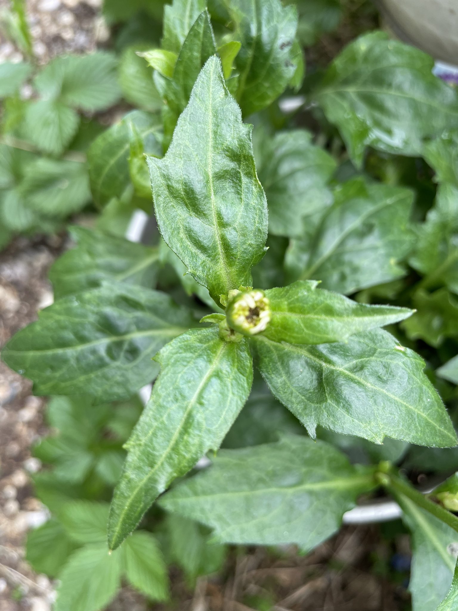 キャラメルポップ Ynz397 Twitter