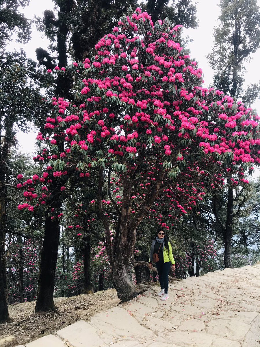 anildanu13's tweet photo. Burans or Rhododendron is an evergreen tree that grows up to the height of 20 m and has rough and pinkish-brown bark. The brightly colored flowers (deep red to pink) which bloom from late winter till early summer are the highlight of this 🌲 #burans #statetreeofutrrakhand https://t.co/BoQCTJIO91