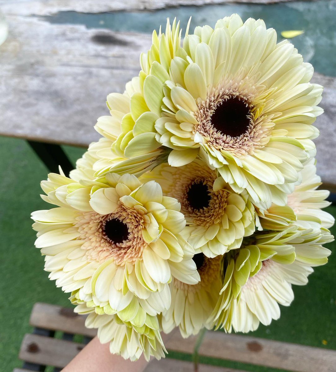 nowhereland4's tweet photo. Good morningโ๏ธ โif we could see the miracle of a single flower clearly, our whole life would changeโ - Buddha
Thatโs profound!
#creamcolor #daisy #cameronhighlands #nowhereland https://t.co/Bjihhi04vJ