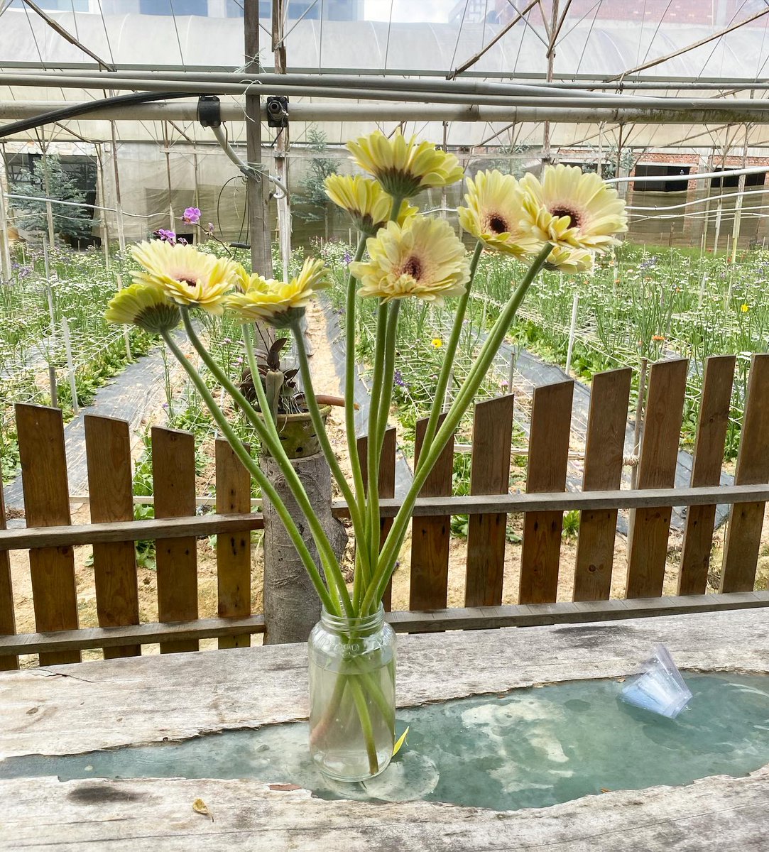nowhereland4's tweet photo. Good morningโ๏ธ โif we could see the miracle of a single flower clearly, our whole life would changeโ - Buddha
Thatโs profound!
#creamcolor #daisy #cameronhighlands #nowhereland https://t.co/Bjihhi04vJ