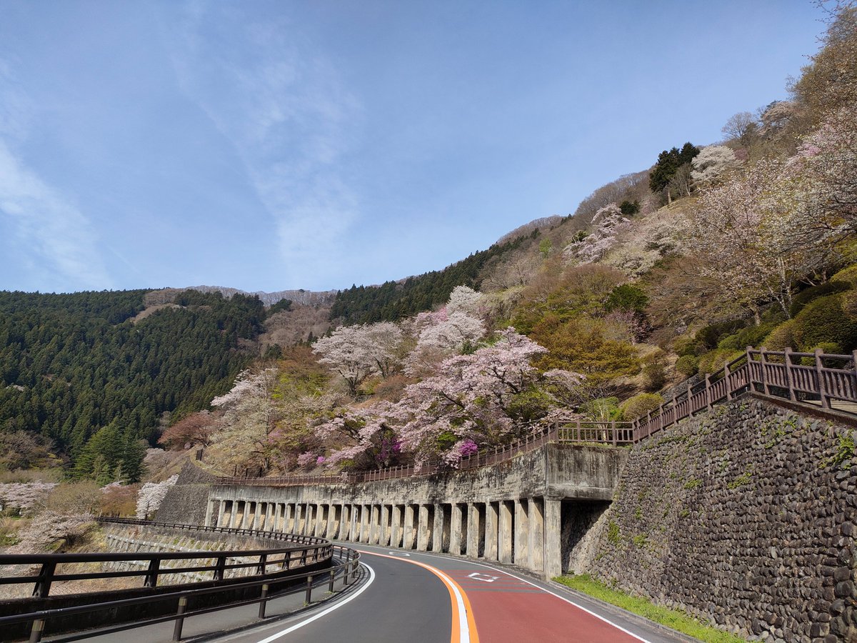 WPUiaQePzhbgcli's tweet image. 奥多摩湖のサクラです。
ソメイヨシノは盛り過ぎ、ヤマザクラが見頃を迎えています。
#奥多摩 #桜 #サクラ #開花 #安全運転 #駐車場 #国立公園 #東京 #tokyo #東京旅行 #大自然 #okutama