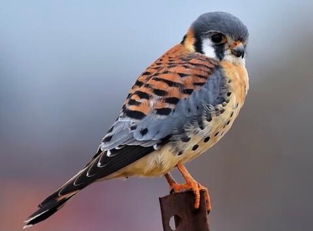 BirdFelter's tweet photo. 🚨🚨 Bird of the week 🚨🚨
The American Kestrel 
This robin/crow size bird can be found in North America all year long. Click the link to learn more: https://t.co/9OEUzulLBY As always shoutout to https://t.co/PHfjC61yUW for pics and info. #birds #birding #ornithology #motherfair https://t.co/hOG5vQAlZO