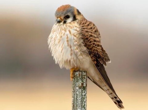 BirdFelter's tweet photo. 🚨🚨 Bird of the week 🚨🚨
The American Kestrel 
This robin/crow size bird can be found in North America all year long. Click the link to learn more: https://t.co/9OEUzulLBY As always shoutout to https://t.co/PHfjC61yUW for pics and info. #birds #birding #ornithology #motherfair https://t.co/hOG5vQAlZO