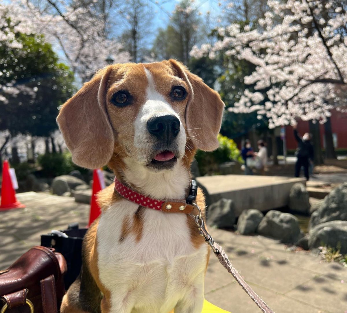 MerlotBeagle's tweet photo. Merlot with sakura🌸
#beagle #ビーグル #sakura #さくら #桜 #花見 https://t.co/2M7FA3lDac