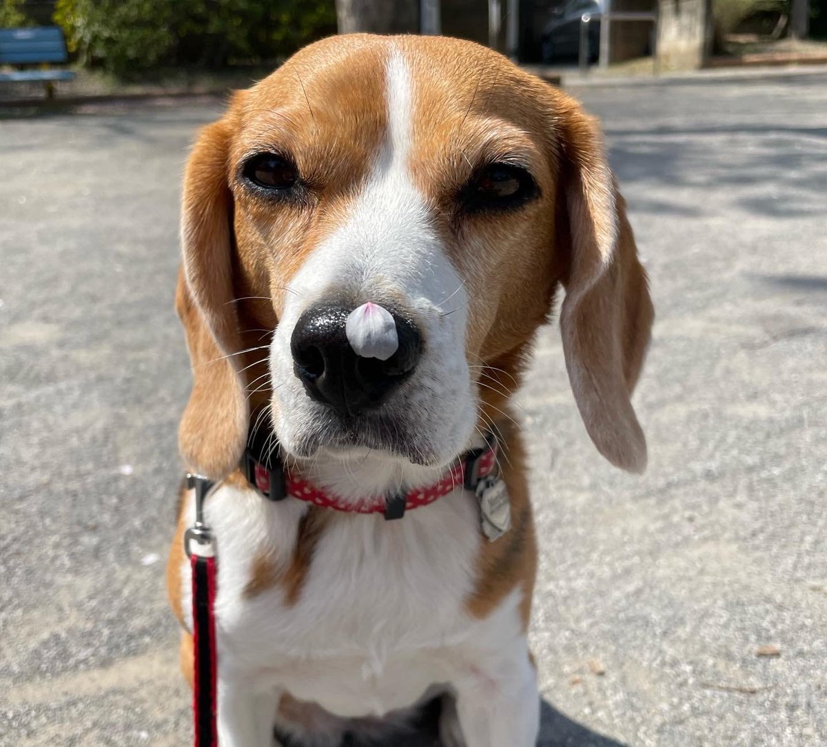 Merlot with sakura🌸
#beagle #ビーグル #sakura #さくら #桜 #花見