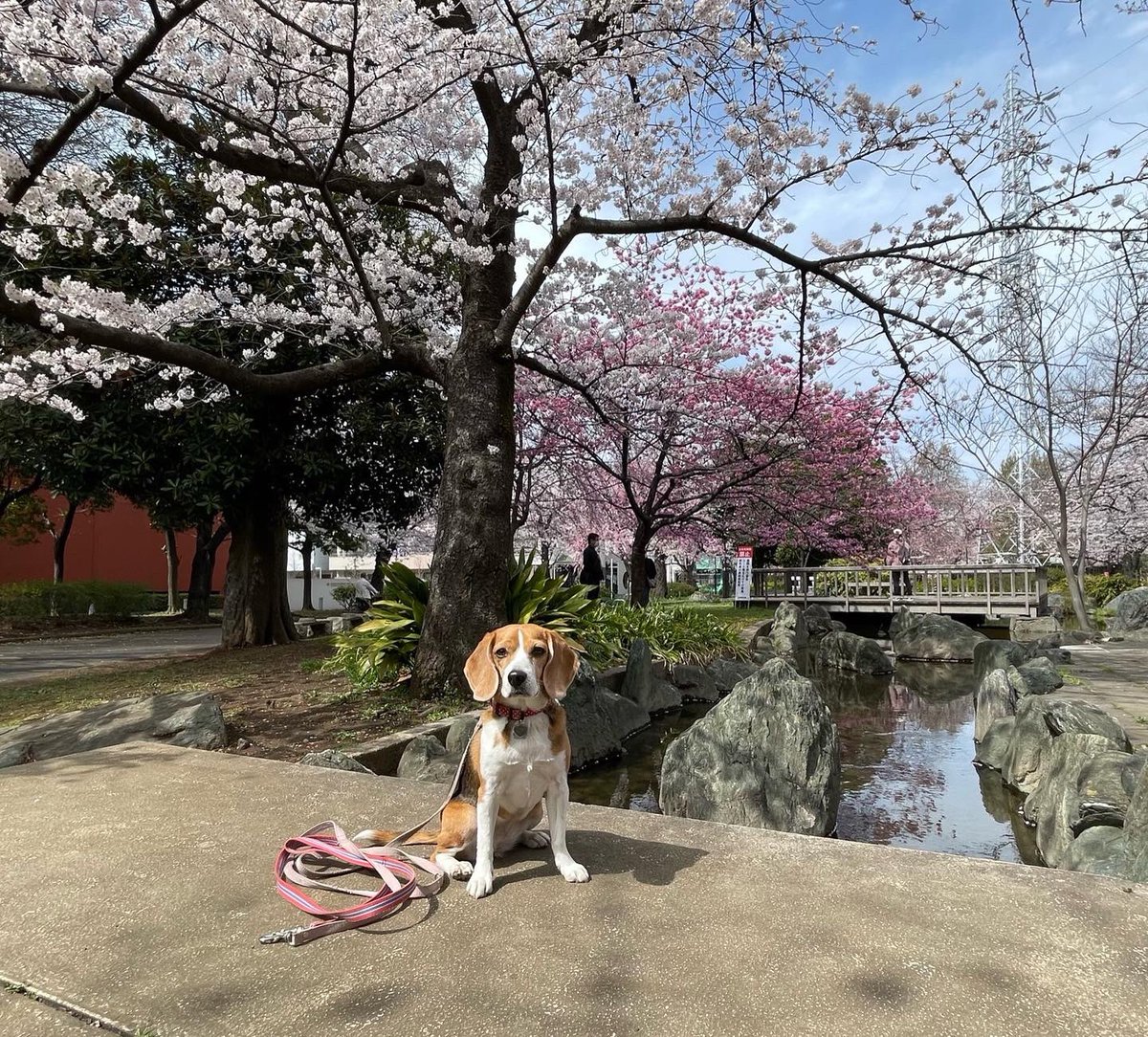 MerlotBeagle's tweet photo. Merlot with sakura🌸
#beagle #ビーグル #sakura #さくら #桜 #花見 https://t.co/2M7FA3lDac