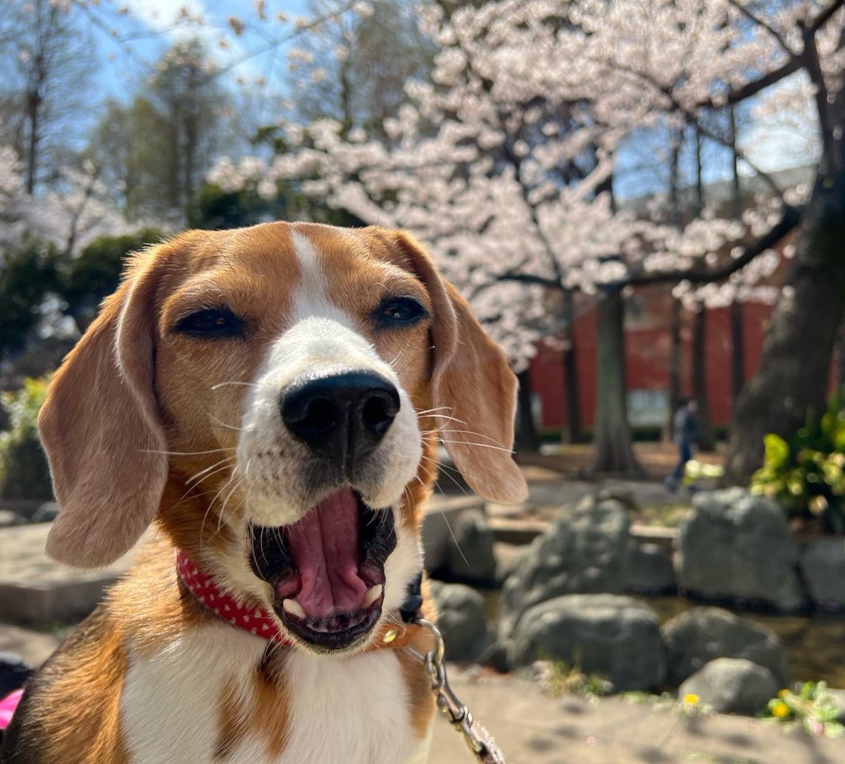 MerlotBeagle's tweet photo. Merlot with sakura🌸
#beagle #ビーグル #sakura #さくら #桜 #花見 https://t.co/2M7FA3lDac