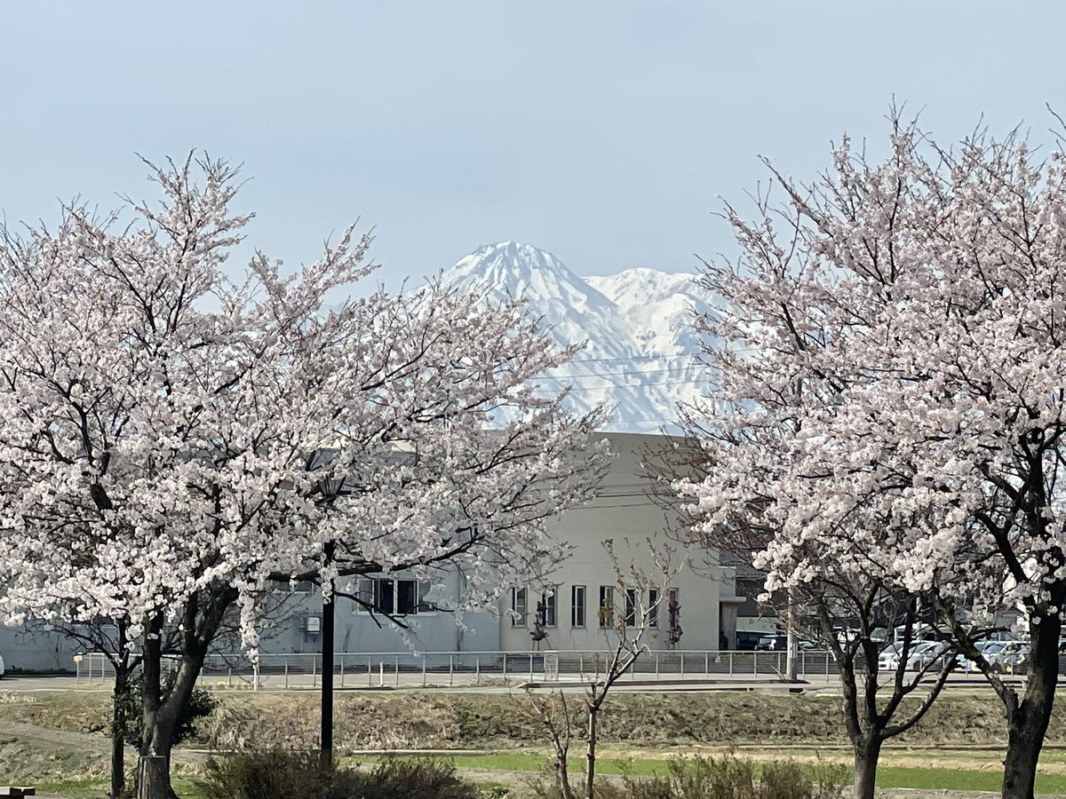 1人花見🌸〜♪ もう時期51歳なのに🤣友達も居ない 寂しい老後を迎えそうです💧