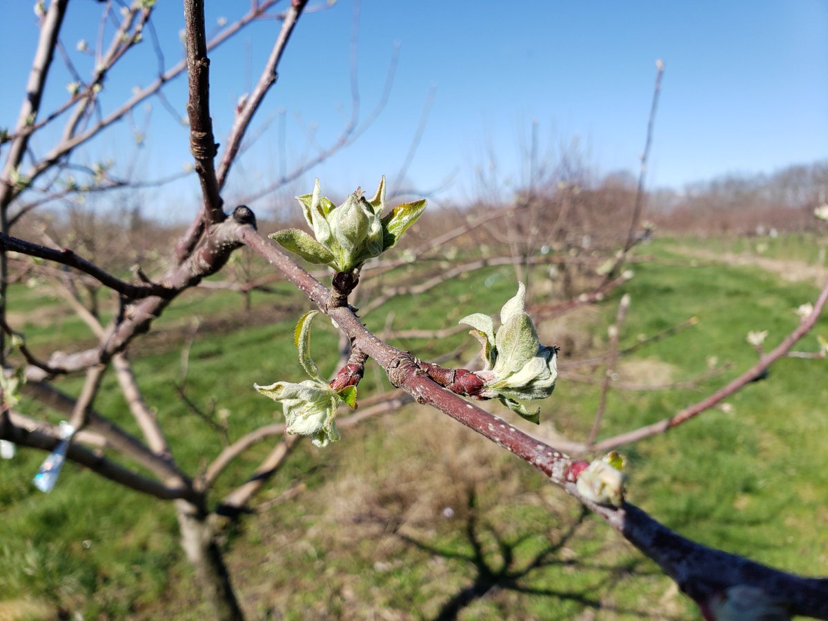 tomgrissom's tweet photo. Apple blooms still tight, about a week and a half behind last year #Orchard #IllinoisSpring https://t.co/easuOE2HsN
