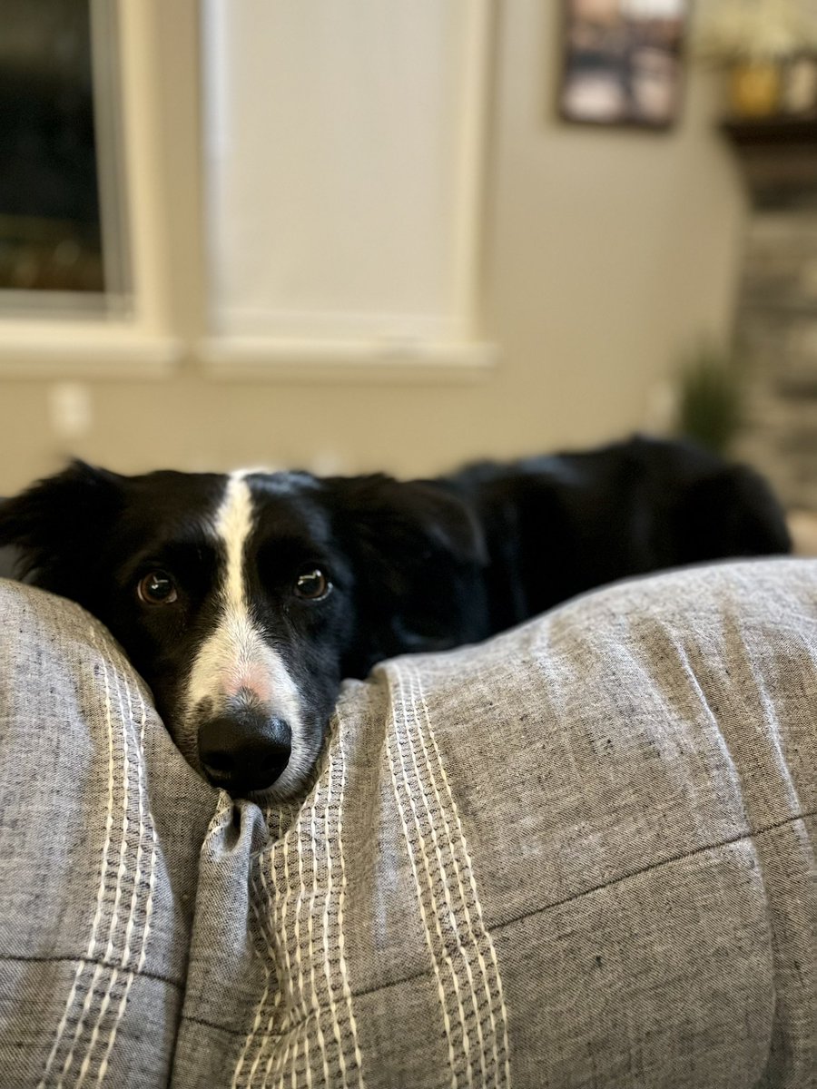 bribot_3's tweet photo. My brown eyed girl 🤎🐾 #loony https://t.co/jwMSxRwlFO