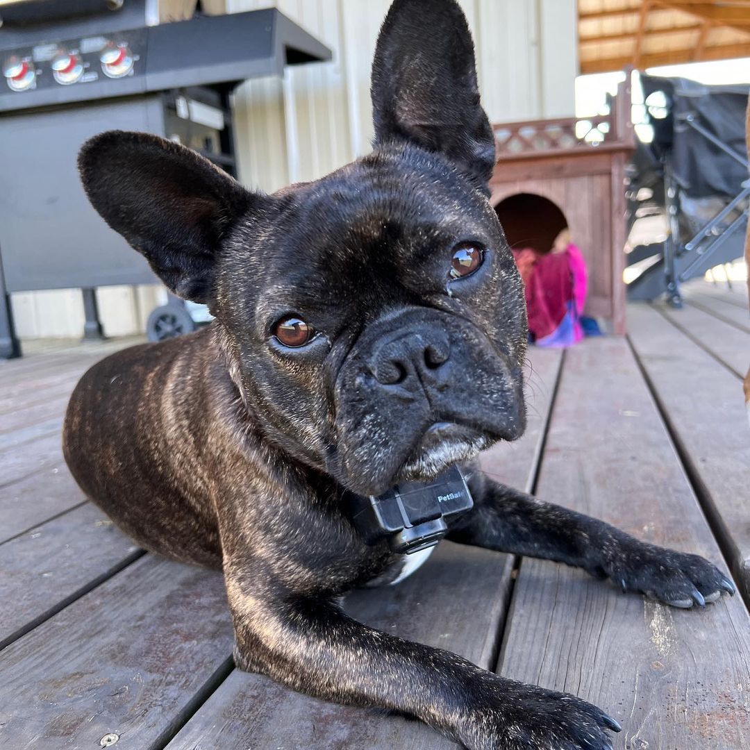 AndreBulldogusa's tweet photo. Itβs hard work looking this good. #frenchtonsociety #Frenchies #frenchtonsforever #frenchton #frenchtons https://t.co/cx0Dl0PIBQ