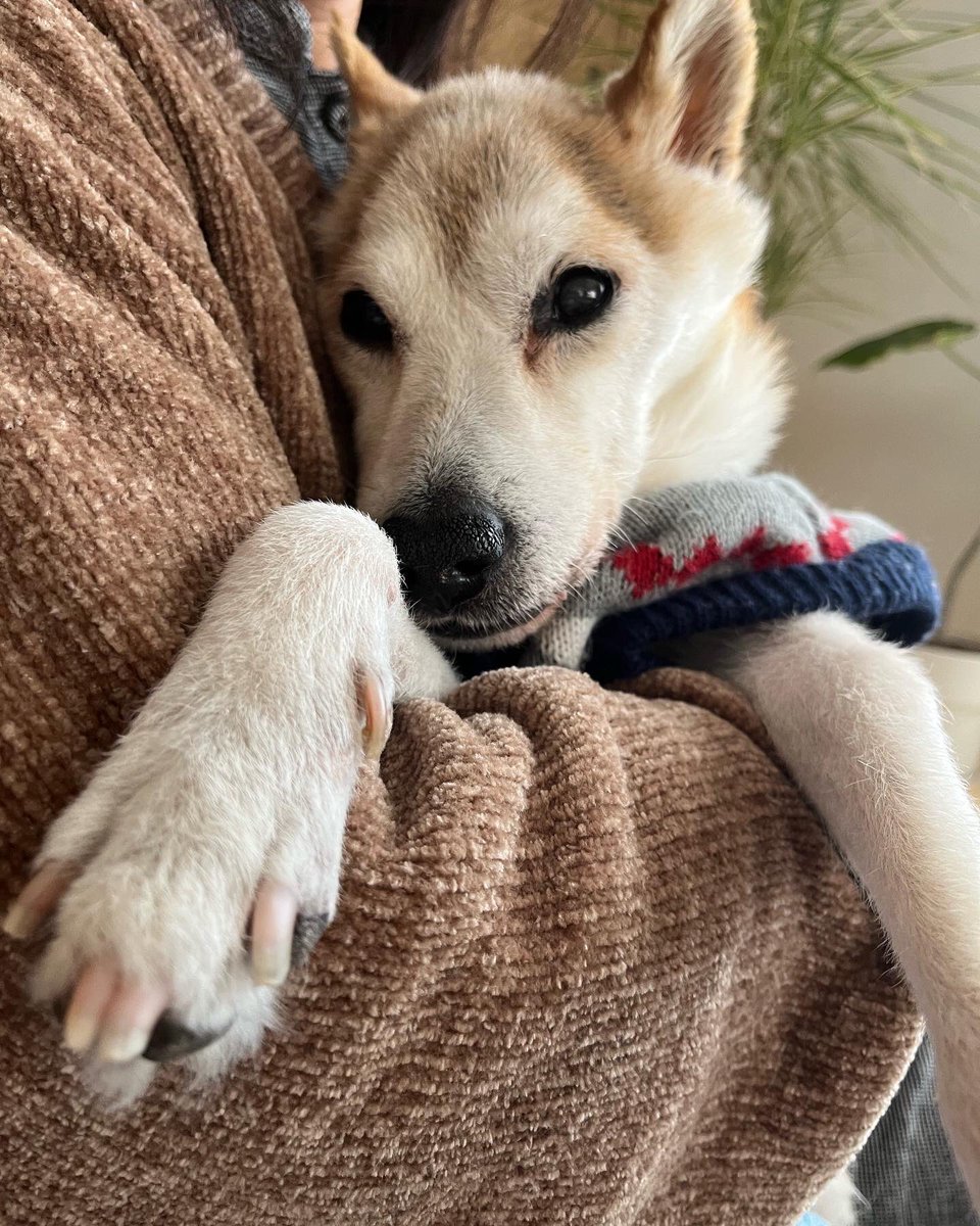 AIroto's tweet photo. 我が家の愛犬こさく　虹の橋を渡って49日が過ぎました　とても穏やかな犬生でした　亡くなる何日か前にたくさん寝て　お目目ぱっちりなこさく❤️ お片付けしてたら見つけたヒゲ❤️ さくらの子供だからこさく　って名付けて　15歳3ヶ月11日　たくさんの楽しい思い出ありがとう🌈
#虹の橋  #柴犬 https://t.co/x52JPNso9j