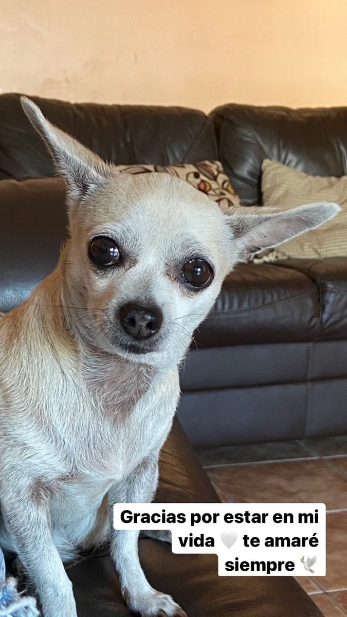 MonseBQ's tweet photo. Hoy perdí al ser que me acompañó durante 10 años, no hay palabras para expresar lo que se siente, para mi más que una mascota era como mi hermana.
Te voy a amar siempre morita, gracias por estar en mi vida.🤍🕊 https://t.co/LuIWB3rHEs