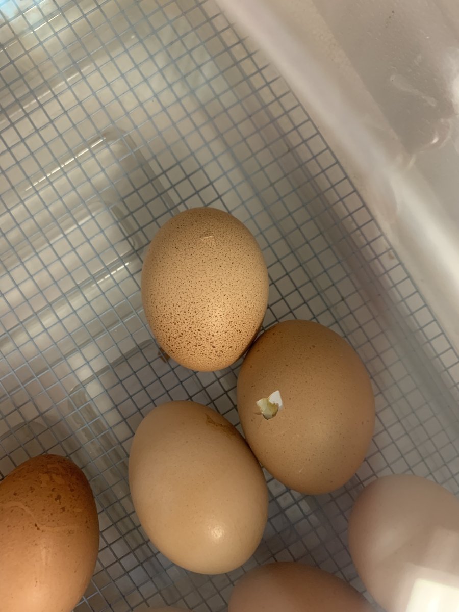 APonderLibrary's tweet image. Day 20 and we have at least one that has started hatching.  Tomorrow will be so egg-citing!