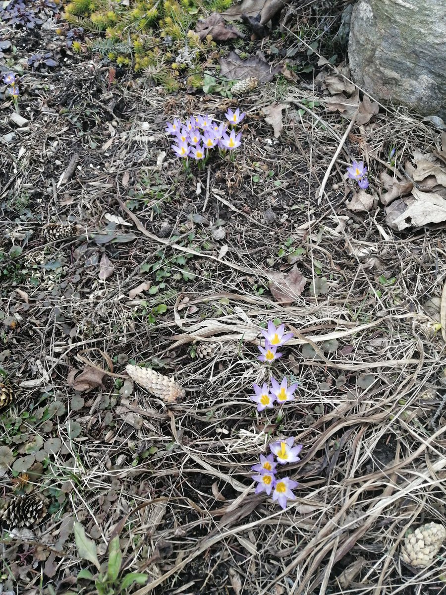 ed_jord's tweet photo. The past two weeks we've been looking for signs of spring to help remind us that warmer days are on their way... Some signs we found: fuzzy 🐻 caterpillars, crocus, and some mystery blue flowers. Not pictured: 2 bunnies, a Robin, and 🌷 tulip stems!! It's here! It's really here! https://t.co/okZbtezqrp