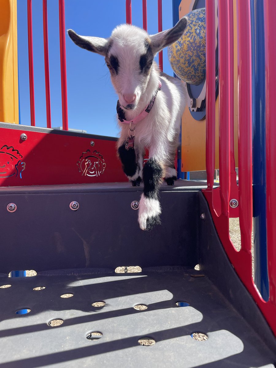 WithMrsBurns's tweet photo. Today Winnie the goat was finally able to come to school! We are learning lots about caring for living creatures, goats and empathy. #kindergartengoat #goats #handsonlearning @prps_ldsb #farmclass #empathy #outdoorlearning https://t.co/gtxg3D4Kwx