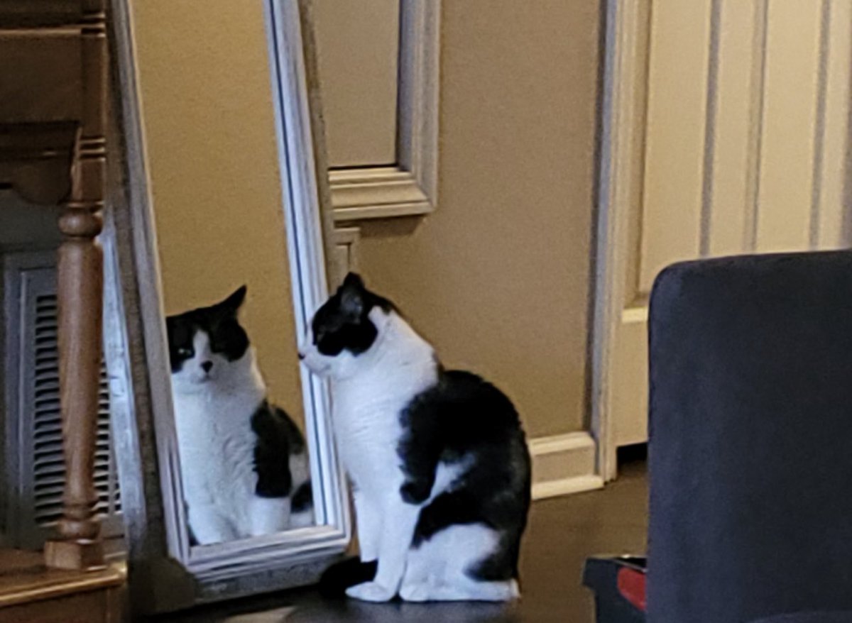 BreakingNews175's tweet photo. It’s official!! I have been replaced by someone my cat likes better then me. Himself!! https://t.co/hvFSj3GBpX