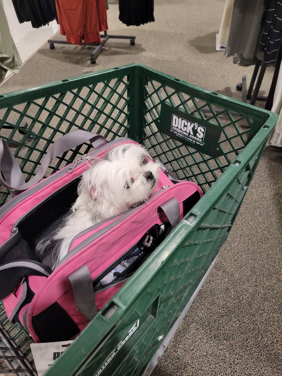 JCVCreates's tweet photo. #Shopping @DICKS with my little #Snowpo https://t.co/0Qj4bMueG4