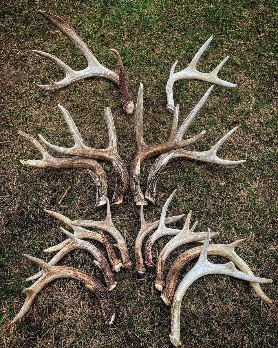 ScentCrusherCo's tweet photo. Field Staff member, Ryan O'Neill, with a great 2022 shed season in New York! Nice finds, Ryan!

https://t.co/kZ5pxQej8Q
.
.
#scentoffgameon #scentcrusher #hunting #gonehunting #bowhunter #deerseason #deerhunting #deerhunter #huntsmart #whitetail #shedhunting https://t.co/DPqtsPaxID