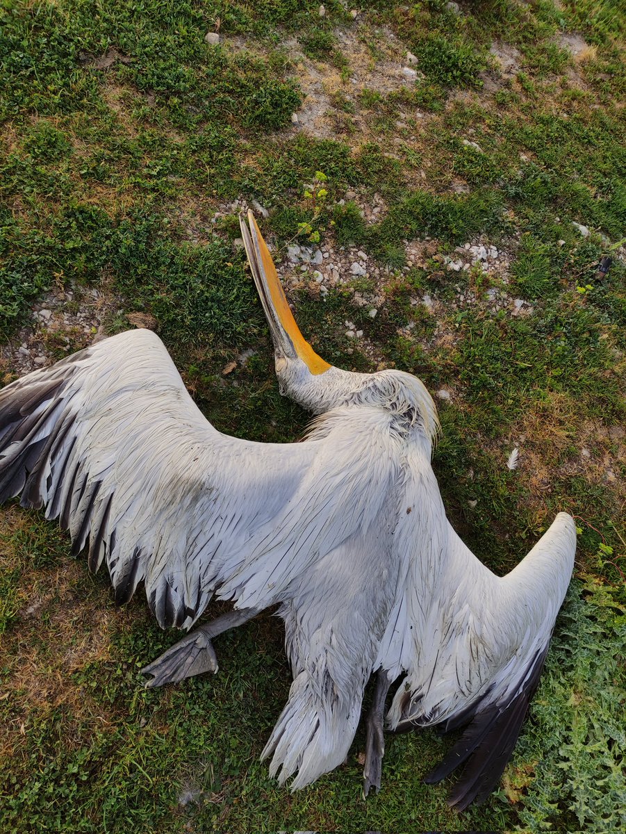 Yiannis Banakakis tweet media