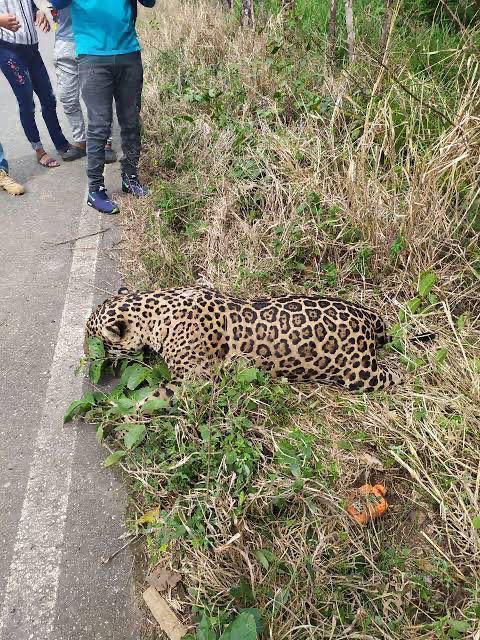 CitymarAC's tweet photo. Esto es lo que esta en peligro por la construccion del tren Maya selva y faunaves un crimen https://t.co/3HGI9ZqRfO